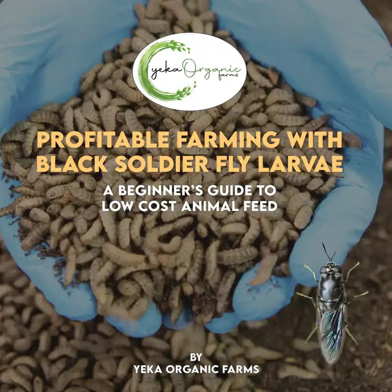 Profitable Farming with Black Soldier Fly Larvae: A Beginner's Guide to Low Cost Animal Feed